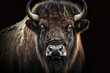 Animal portrait of a European bison with a black background. Generative AI