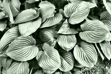 Hosta is a genus of perennial herbaceous plants in the family Asparagus formerly included in the family Liliaceae. Large hosta leaves. Floriculture and landscape design. Monochrome green tone