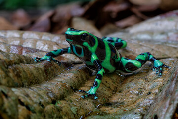 Wall Mural - Green-and-black poison dart frog (Dendrobates auratus), also known as the green-and-black poison arrow frog and green poison frog walking in the Rainforest near Sarapiqui in Costa Rica