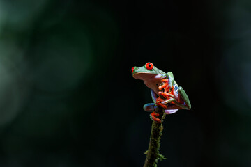 Poster - Red eyed tree frog (Agalychnis callidryas) sitting on a branch near Sarapiqui in Costa Rica.