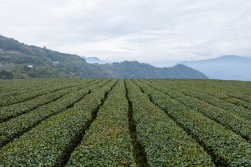 Sticker - Tea field in Shizhuo Trails at Alishan of Taiwan