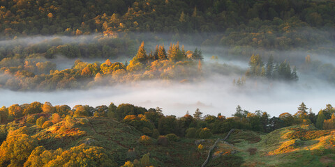 Wall Mural - misty autumn morning with golden light on forest trees near elterwater in the lake district, uk.