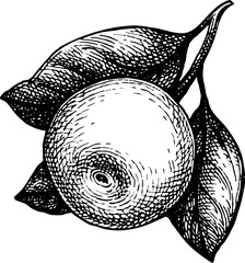 Wall Mural - apple with leaves ink sketch