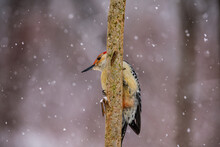 Red-bellied Woodpecker On Branch In The Snow