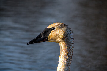 Wall Mural - Swan Portrait On Lake In Winter