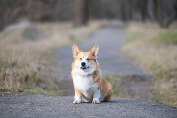 Wall Mural - welsh corgi pembroke in the park