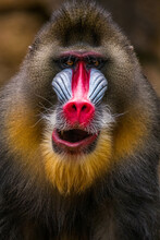 The Mandrill (Mandrillus Sphinx) Is A Large Old World Monkey Native To West Central Africa. It Is One Of The Most Colorful Mammals In The World