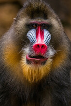 The Mandrill (Mandrillus Sphinx) Is A Large Old World Monkey Native To West Central Africa. It Is One Of The Most Colorful Mammals In The World