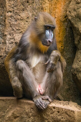 Wall Mural - The mandrill (Mandrillus sphinx) is a large Old World monkey native to west central Africa. It is one of the most colorful mammals in the world