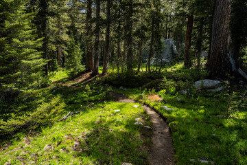 Wall Mural - Trail Through Tidy Forest Turns Left