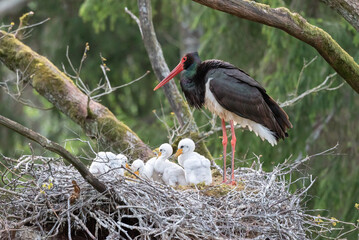 Black stork Ciconia nigra with babies in the nest. Black stork's nest in an old oak forest. Bird sitting on the nest in the forest.