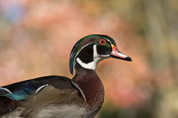 Wall Mural - wood duck