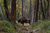 Fototapeta Sawanna - Stado żubrów w starym jesiennym lesie