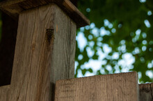 A Cicada Outside On A Wooden Fence