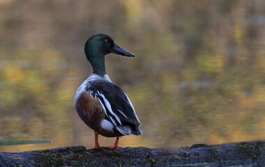 Wall Mural - Northern shoveler 