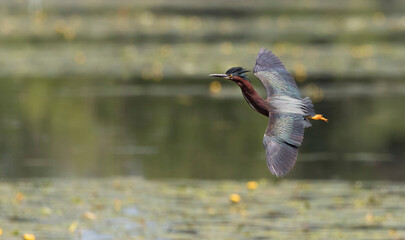 Wall Mural - green heron