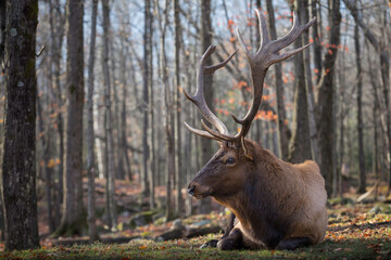 Wall Mural - deer in the woods