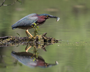 Wall Mural - green heron