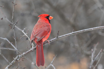 Wall Mural - cardinal on a branch