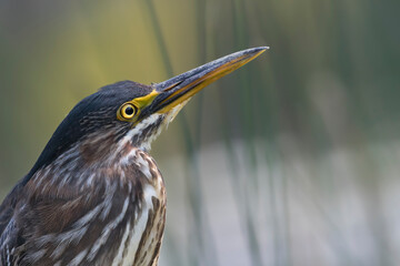 Wall Mural - night heron