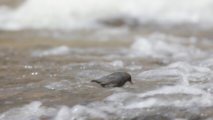 Wall Mural - An American Dipper emerges from the rushing water of the Virgin river in Zion Nat. park, Utah, USA, then bobs up and down for a few seconds catching insects before submerging in the water again.