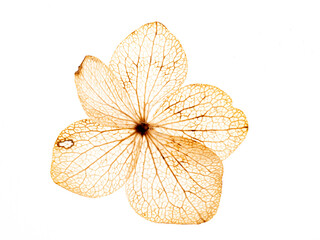 Wall Mural - hydrangea flower skeleton with veins and cells - macro photograph