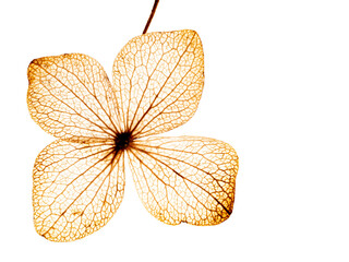 Wall Mural - hydrangea flower skeleton with veins and cells - macro photograph