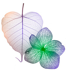 Wall Mural - leaf skeleton and hydrangea flower skeleton with veins and cells - macro photograph