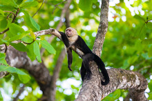 Capuchin Monkey Lying Relaxed On A Branch In A Tree And Hanging Down His Arms And Legs