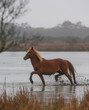 Corolla horse trotting through water of large swamp wild horse living in the outer banks of North Carolina in the United States tourist attraction endangered breed of wild horse horizontal format 