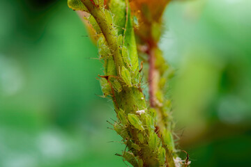 Wall Mural - Aphid Colony on Flower. Greenfly or Green Aphid Garden Parasite Insect Pest Macro on Green Background