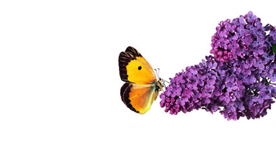 Wall Mural - colorful orange butterfly on a branch of blooming lilac in water drops isolated on white.