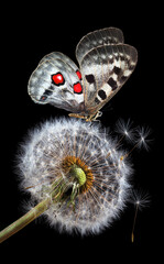Aufkleber - bright apollo butterfly on white fluffy dandelion flower isolated on black.