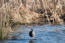 Coot Standing On Log In Wetland