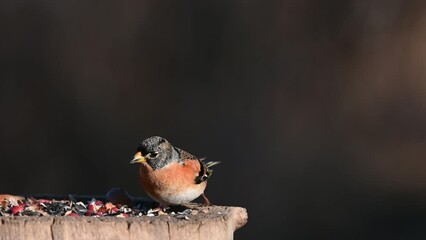 Wall Mural - Brambling, Fringilla montifringilla. In the wild. Close up. Bird takes the seeds from the feeder.