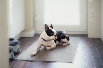 Poster - Boston Terrier dog lying on a mat on a wooden floor by a glass door with the light shining through. Her head is in profile.