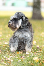 Black And Silver Miniature Schnauzer Puppy Walking Outdoors