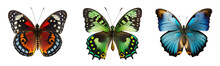 Butterfly Collection Transparent Or White Background 