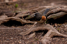 Spotted Towhee Standing On An Exposed Root Of A Tree In A Forest In Puyallup, Washington.