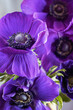 Beautiful anemone  flowers  in a vase on a table.