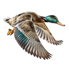 Wall Mural - flying wild duck isolated on background