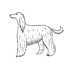 Canvas Print - Vector hand drawn doodle sketch Afghan hound dog isolated on white background