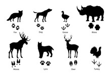Animal Footprints And Silhouettes Of Wild Fox, Pet Dog And Birds, Vector Paw Prints With Claws. Deer Or Moose Elk, Rhinoceros And Lynx, Turkey Or Goose Foot Prints, Wild Animals And Birds Silhouettes