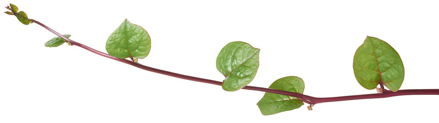 malabar spinach or ceylon spinach climbing plant isolated, basella alba, aka vine or indian spinach, tropical medicinal herb native to india and southeast asia