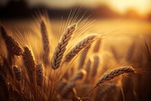 Wheat Rye Field, Ears Of Wheat Close Up. Harvest And Harvesting Concept. Ripe Barley On The Field On Late Summer Morning Time, Sunrise Backlight, Shallow Depth Of The Field. Generative AI