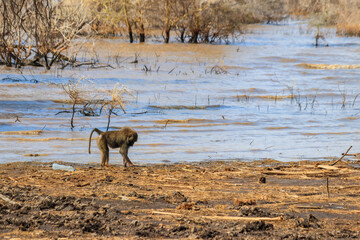 Wall Mural - Olive baboon (Papio anubis), also called the Anubis baboon, by water in Lake Manyara National Park in Tanzania