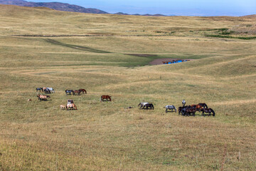 Wall Mural - horses in a field