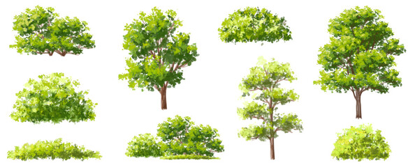 Wall Mural - vector watercolor of green tree side view isolated on white background for landscape and architectur