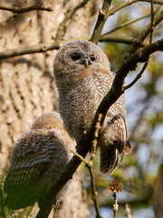 Wall Mural - Tawny owl (Strix aluco)