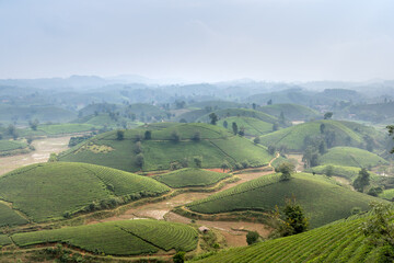 Wall Mural - View panoramic Long Coc tea hill, Phu Tho province, Vietnam in an early foggy morning.Long Coc is considered one of the most bheautiful tea hills in Vietnam, with hundreds and thousands of small hills